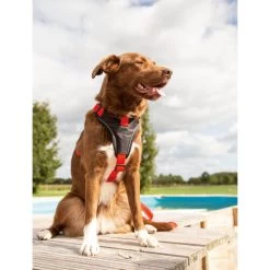 Beeztees Parinca Premium Y-Geschirr 12 Beeztees Parinca Premium Y-Geschirr -Haustierbedarfs Geschäft beeztees parinca premium y tuig 199580 0500 none