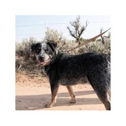 Carhartt Journeyman Leash -Haustierbedarfs Geschäft carhartt journeyman leash 187047 0500 none