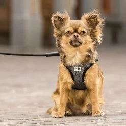 Curli Vest Harness Merino 17 Curli Vest Harness Merino -Haustierbedarfs Geschäft curli vest harness merino black 175270 0500 none