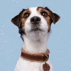 DWAM Halsband Teddy -Haustierbedarfs Geschäft dwam halsband teddy 189220 0500 none