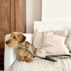 DWAM Hundeleine Ivy -Haustierbedarfs Geschäft dwam hondenriem ivy 180700 0500 none