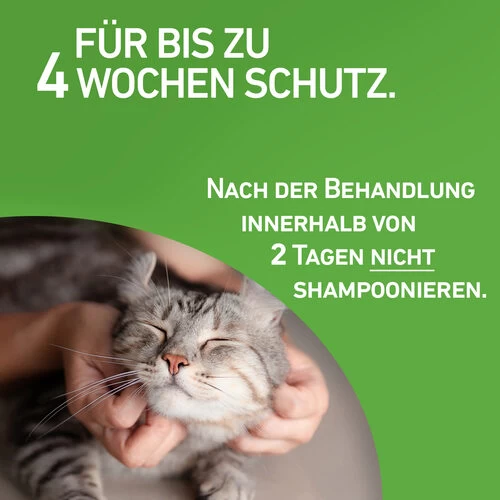 Frontline Combo Spot On Katze 4 Frontline Combo Spot On Katze – Bild 4