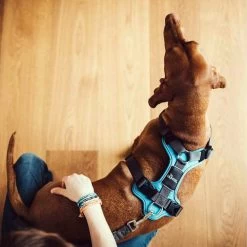 Hunter Geschirr Divo Dunkelblau/Grau 12 Hunter Geschirr Divo Dunkelblau/Grau -Haustierbedarfs Geschäft hunter harnas divo donkerblauwgrijs 166903 0500 none