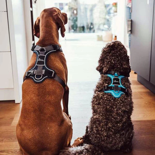 Hunter Geschirr Divo Dunkelblau/Grau 7 Hunter Geschirr Divo Dunkelblau/Grau – Bild 7