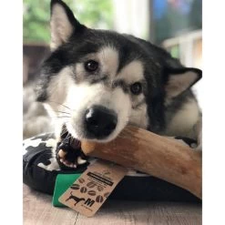 I&I Pet Supplies Kaffeebaum Kauwurzel -Haustierbedarfs Geschäft ii pet supplies koffieboom kauw wortel 129623 0500 none