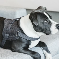 Kentucky Dogwear Hundegeschirr Body Safe Wool -Haustierbedarfs Geschäft kentucky dogwear hondenharnas body safe wool 219215 0500 none