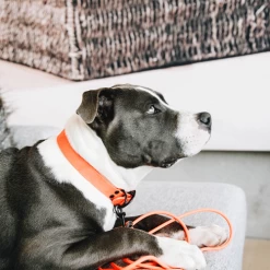 Kentucky Dogwear Schleppleine Soft Rubber -Haustierbedarfs Geschäft kentucky dogwear sleeplijn soft rubber 219205 0500 none