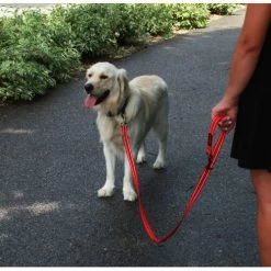 KONG Adjustable Leash -Haustierbedarfs Geschäft kong adjustable leash zwart 176938 0500 none