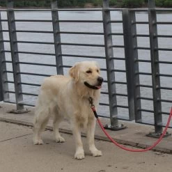 KONG Rope Leash - Schwarz -Haustierbedarfs Geschäft kong rope leash 194549 0500 none