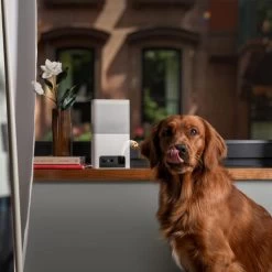 Petcube Bites 2 Lite 6 Petcube Bites 2 Lite -Haustierbedarfs Geschäft petcube bites 2 lite 221205 0500 none