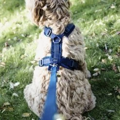 Kentucky Dog Harness Active Velvet -Haustierbedarfs Geschäft prod 15744 218992 0500 none