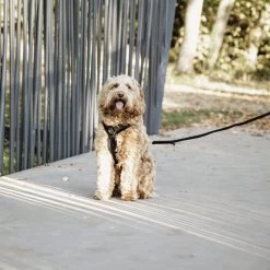 Kentucky Dog Harness Active Velvet -Haustierbedarfs Geschäft prod 15744 218994 0500 none