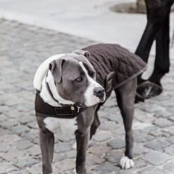 Kentucky Hundemantel Original -Haustierbedarfs Geschäft prod 15745 218998 0500 none