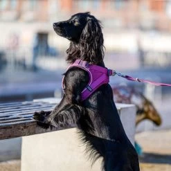 DOG Copenhagen Comfort Walk Go Geschirr -Haustierbedarfs Geschäft prod 15940 220325 0500 none