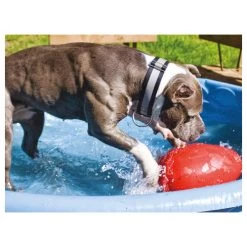 Jolly Egg -Haustierbedarfs Geschäft product jolly egg none 4 1496839894 86968