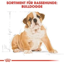 Royal Canin Bulldog Puppy - Hundefutter 11 Royal Canin Bulldog Puppy - Hundefutter -Haustierbedarfs Geschäft royal canin bulldog puppy hondenvoer 137812 0500 none