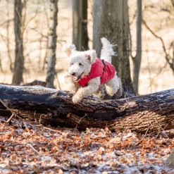 Trixie Regenjacke Vimy -Haustierbedarfs Geschäft trixie regenjas vimy 204857 0500 none